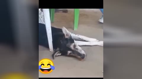 Funny animals Funny cats and dogs 🐕 😄 😆