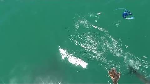 Stingray vs Great White Shark grabbing the bait!