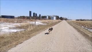 Most friendly Guard Dog Ever!