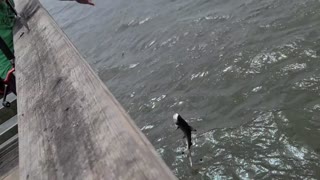 Small shark that got away off the pier in Crystal River, Florida