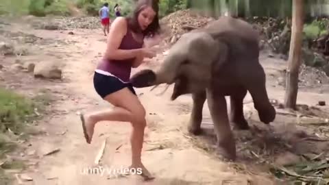 Funny Animals Videos !!