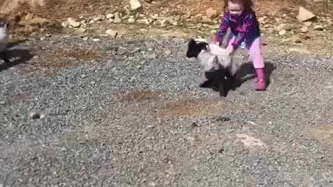watch how this kid caught the lamb