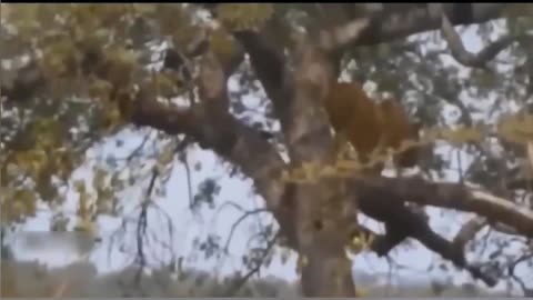 Survival in the Wild: Dog-Like Lion's Tree-Top Hideout from Giant Elephant!