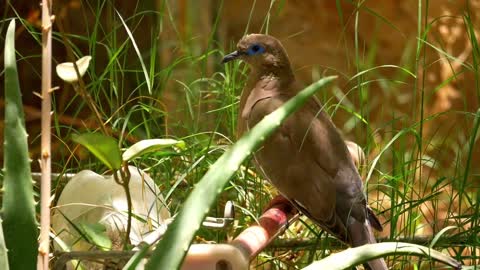 Brown Bird in the Nature