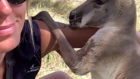 The kangaroo would be embarrassed to kiss him like that