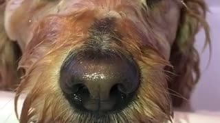 Brown wet dog in bath tub water closes eyes