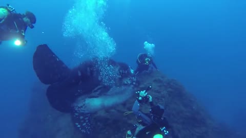 Scuba divers meet one of the world's most bizarre gigantic fish KristysWorld