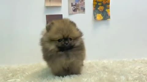 The little brown dog plays with the owner of the house in a funny way