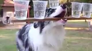 Super talented dog performs insane balancing act