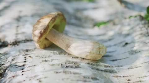 How mushrooms support attention and focus