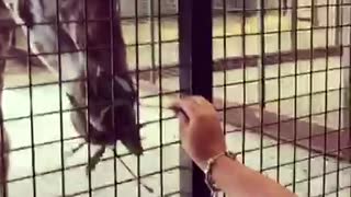 Feeding giraffe through bars at UK zoo..