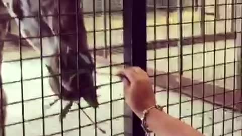 Feeding giraffe through bars at UK zoo..