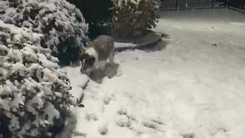 My Pups First Time Playing in Snow