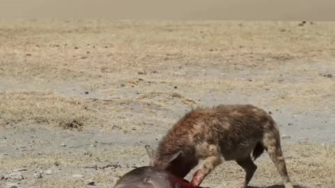 Hyena Ruthlessly kills Buffalo.