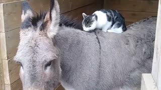 Kitty grooming a donkey while riding