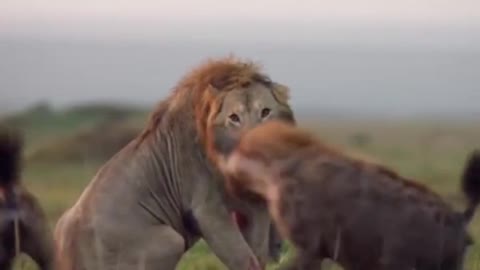 A male lion was attacked by his natural enemies