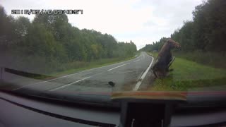 Moose Hit By Car
