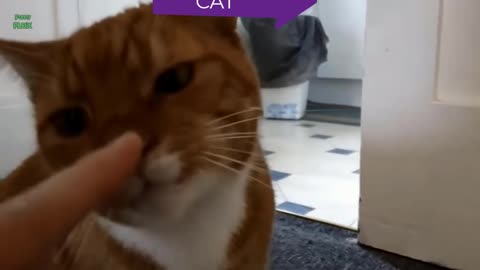 Cat Has A Loud Reaction AND When His Couch Privileges Are Denied