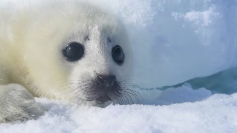 Precious Harp Seal Pup Relaxes in the Snow