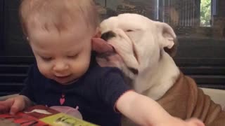 Precious bond between baby and bulldog