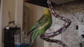 Talking Parakeet