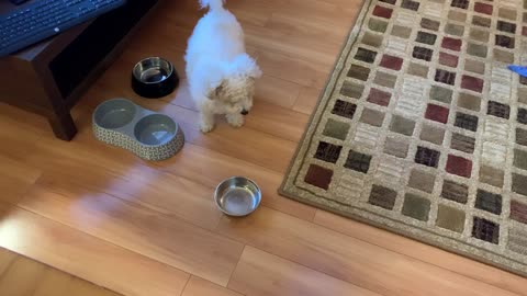 Hangry Dog Throws Bowl at Human