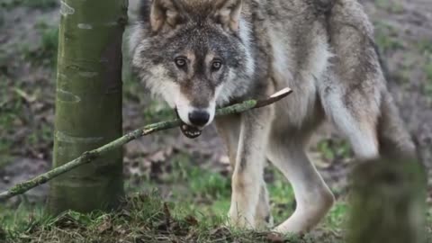 A beautiful wolf carries a branch with its teeth