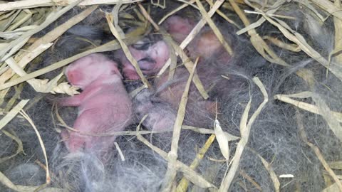 Cute Baby Rabbits in Nest