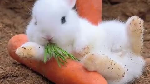 The cute little white bunny.