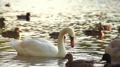 Swans! 5 Facts from the Fun Facts Channel!