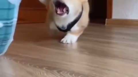 Dog Training Video 🐕 Cute Dog Video