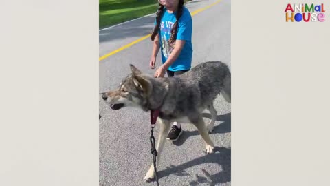 Woman Rescues The Friendliest Wolf Dog | The Dodo