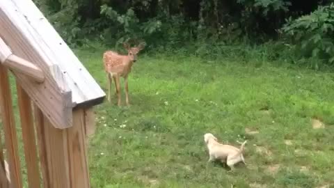 Bella vs Deer