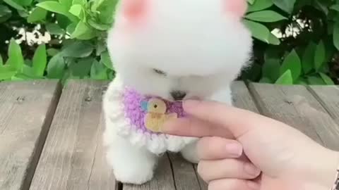 Cute and funny baby dog