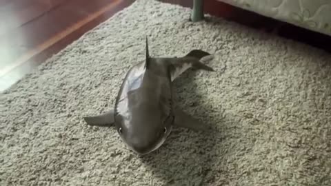 Cute baby SHARK!!!