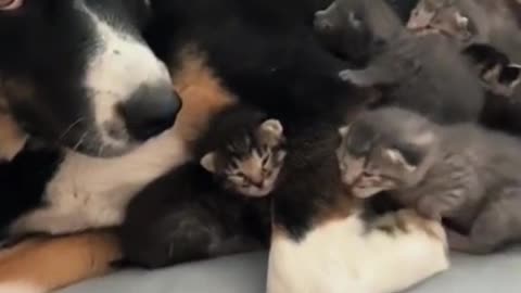 Mama cat makes dog babysit her kittens, pooch’s expression is too cute