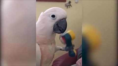 crazy parrot playing with pikeball