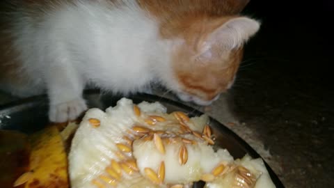 Tom the cat is having his delicious meal
