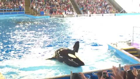 Shamu saying Hello