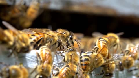 Our Honey Bee Hive