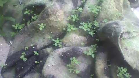 Inacreditável! Plantas crescendo em um lençol de inverno sem nenhuma terra! [Nature & Animals]