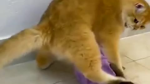 Cat Can't Stand Baby Monkey!