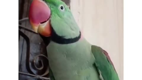 Parrot 🦜 talking and singing song