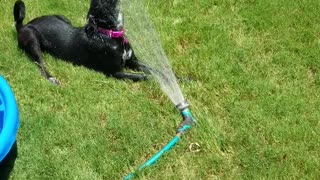 Funny Dog Sophie loves her water hose