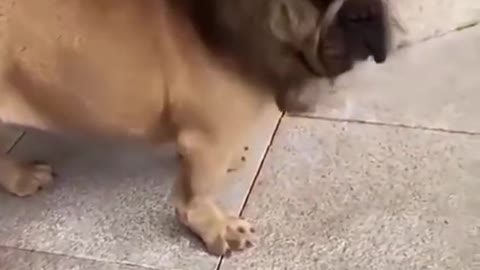 Funny dog dressed as a lion