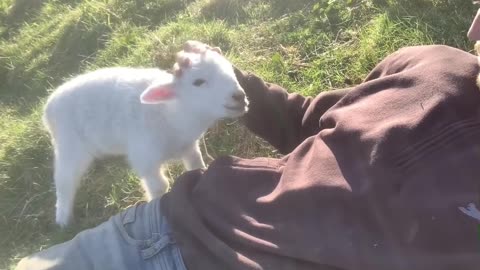 Cute Lamb Politely asks for Attention