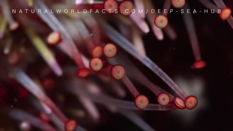 Exploring the Fascinating World of Deep Sea Echinoderms