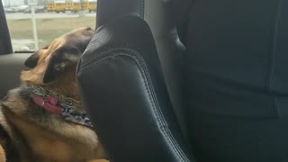 Brown dog bandana howls in car with owner