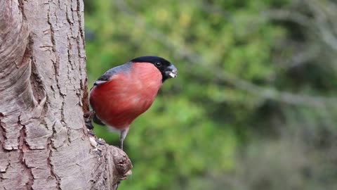 Hear the bird's voice on early morning the beautiful birds