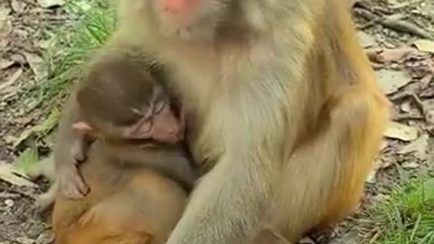 New Monkey Tiktok 2021 - Funny Milk Feeding Moment #Short